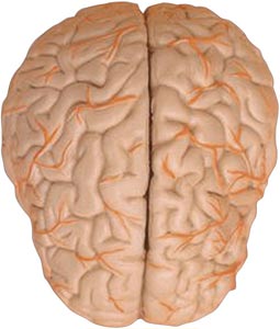 cerebro