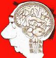 cerebro en la cabeza